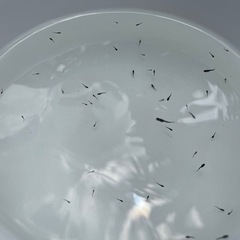 【無料・要日時調整】メダカ 「 オロチ」稚魚・針子(1cm未満) 【NO.2】 の画像