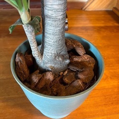 フェイク観葉植物の画像