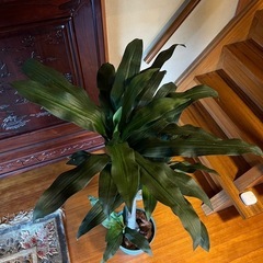 フェイク観葉植物の画像