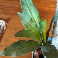フェイク観葉植物の画像