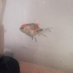 終了しました●金魚2匹●東錦と琉金の画像