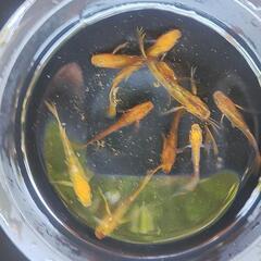 メダカ 竜章鳳姿 特価 屋外ビオトープの画像