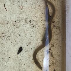 天然採取個体、天然ウナギ１匹。の画像