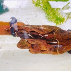 メダカ稚魚10匹0円 お1人様1回限り の画像