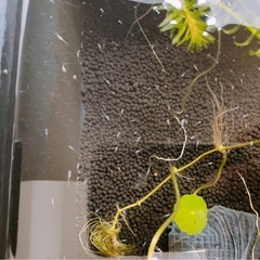 メダカ稚魚10匹0円 お1人様1回限り の画像