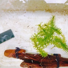 メダカ稚魚10匹0円 お1人様1回限り の画像