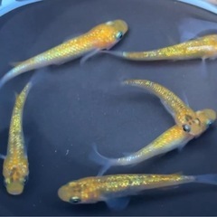 #57-2 ラメメダカ ゴールド系（鬼桜）　6匹500円の画像