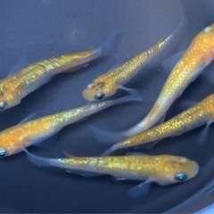 #57-2 ラメメダカ ゴールド系（鬼桜）　6匹500円の画像