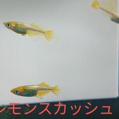 予約分★めだか〜レモンスカッシュ　光体型　卵15の画像