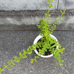 ユキヤナギ 株分けの画像