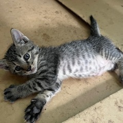 生後1か月の子猫（雄）