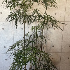 観葉植物　アラレア　高さ１７０センチの画像