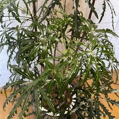 観葉植物　アラレア　高さ１７０センチの画像