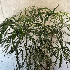 観葉植物　アラレア　高さ１７０センチの画像