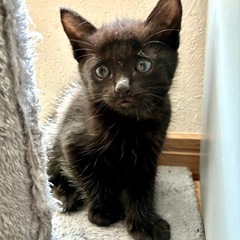 4兄妹⭐︎わんぱく！甘えた男の子　ダダくん