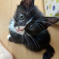 募集停止⭐︎天真爛漫おてんば女子　ちっち