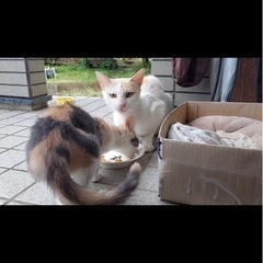 里親を探しています。