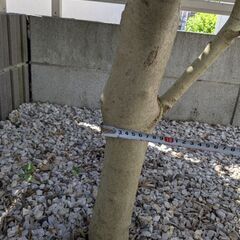 オリーブの木の画像