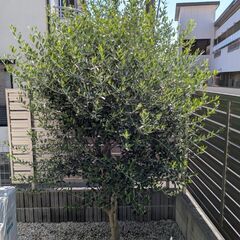 オリーブの木の画像