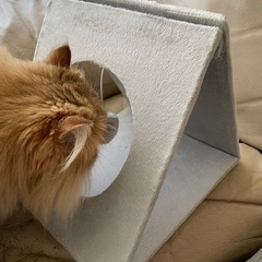 猫用おもちゃ　折りたたみ可の画像