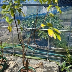果樹鉢植え　実生ライチ大苗の画像