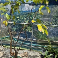 果樹鉢植え　実生ライチ大苗の画像