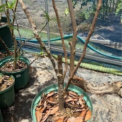 果樹鉢植え　実生ライチ大苗の画像