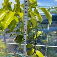 果樹鉢植え　実生ライチ大苗の画像