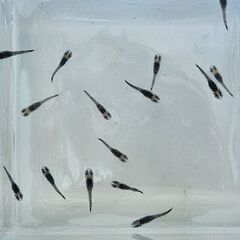 墨武(ボブ)メダカの稚魚10匹の画像