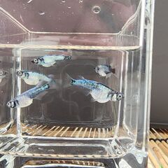 墨武(ボブ)メダカの稚魚10匹の画像