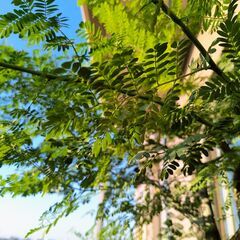 ミモザの鉢植え、大サイズ　（春に可愛い黄色の花がたくさん毎年開花しています）の画像