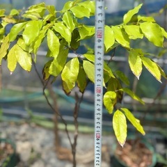果樹大苗　実生ライチ　高さ120cmほど　の画像