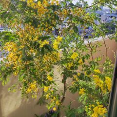 ミモザの鉢植え、大サイズ　（春に可愛い黄色の花がたくさん毎年開花しています）の画像