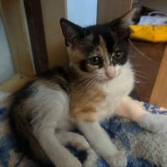 子猫※急募 10月で募集終了します - 柳井市