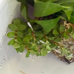 白メダカ 稚魚 15匹の画像