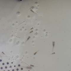 白メダカ 稚魚 15匹の画像