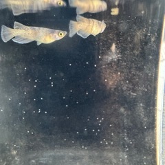 メダカ　ホワイトタイガーダイヤレッド　若魚1ペアの画像