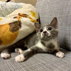 募集停止⭐︎マイペースな女の子　とっとちゃん