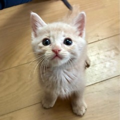 募集一旦停止🙇‍♂️4兄妹⭐︎活発で食いしん坊な男の子　テテくん