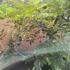ミモザの鉢植え、大サイズ　（春に可愛い黄色の花がたくさん毎年開花しています）の画像