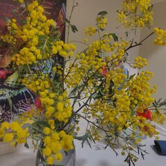 ミモザの鉢植え、大サイズ　（春に可愛い黄色の花がたくさん毎年開花しています）の画像