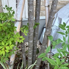 樹高3m 落葉ヤマボウシ（4本株立ち） 庭木 シンボルツリー　 【庭木・植木】現地引き取り限定！シンボルツリーをお譲りします。の画像