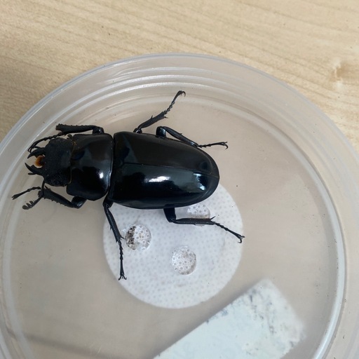 ★☆代理出品 ダイスケ　ギラファ　新成虫2♀★☆