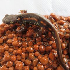 オキナワシリケンイモリ　おちび3匹セットの画像
