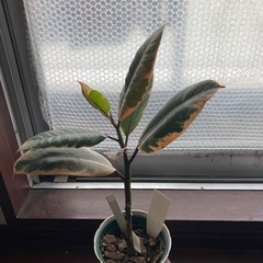 【観葉植物】フィカス エラスティカの画像