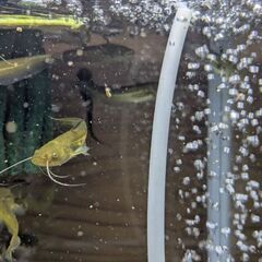 ナマズ幼魚（6〜8㌢）の画像