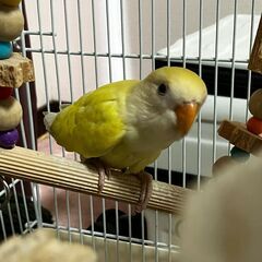 コザクラインコの雛1.5ヶ月が２羽里親募集（黄色と緑と黄色のマーブル）