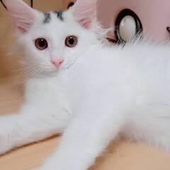 10月5日（日）里親会参加★マロニー★参加できるかは未定です