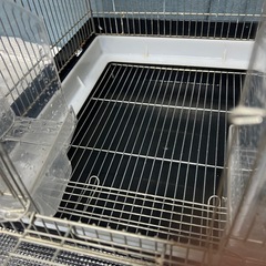 インコ　ホーエイ 35手のり　　中古の画像
