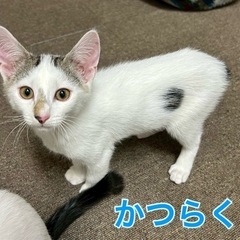 ゴロスリ男子のかつらくん🐾☘️